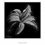 Black and White images on black backgrounds